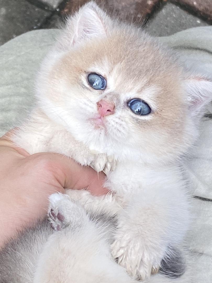 熊版蓝金