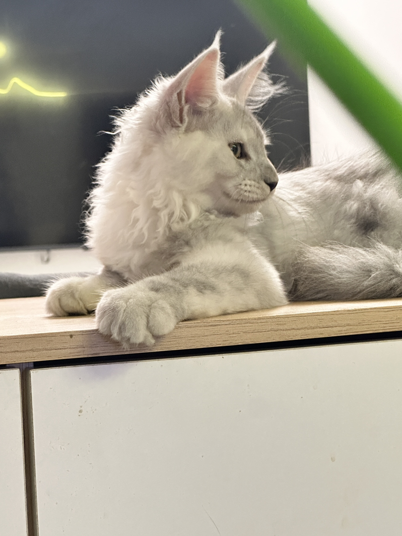 缅因猫高烟阴影烟弟弟,两针疫苗