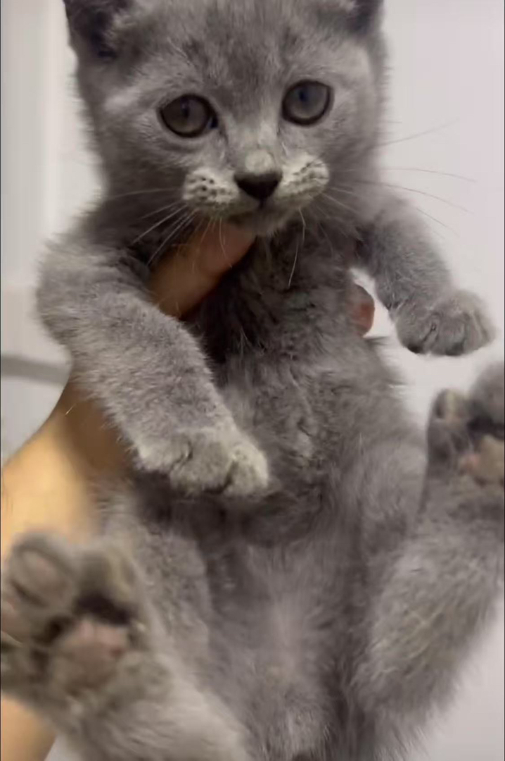 英国短毛猫幼崽,灰毛大眼,可爱软萌,萌宠首选蓝猫