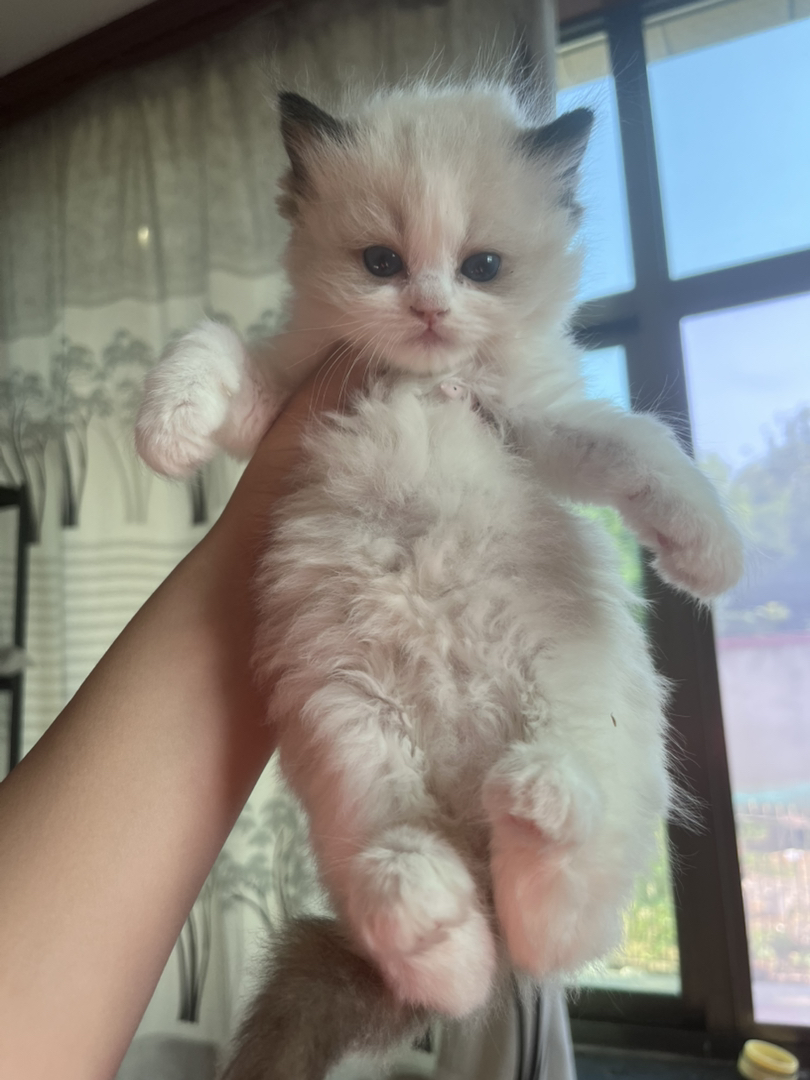 可爱布偶猫幼崽，颜值超高，毛发柔软，温顺亲人好伴侣