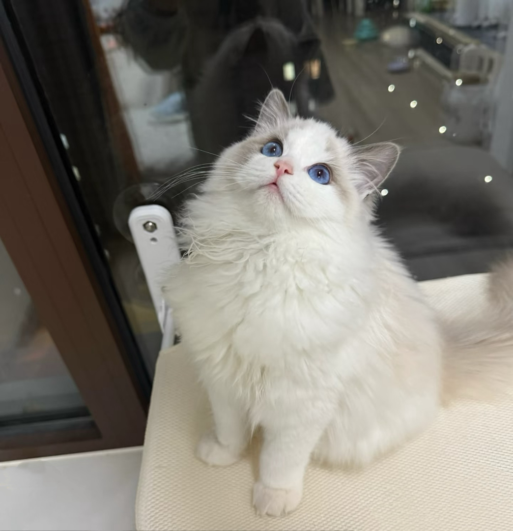 赛级双血统海双布偶猫幼崽，长相个性很黏人，新手放心养很省心