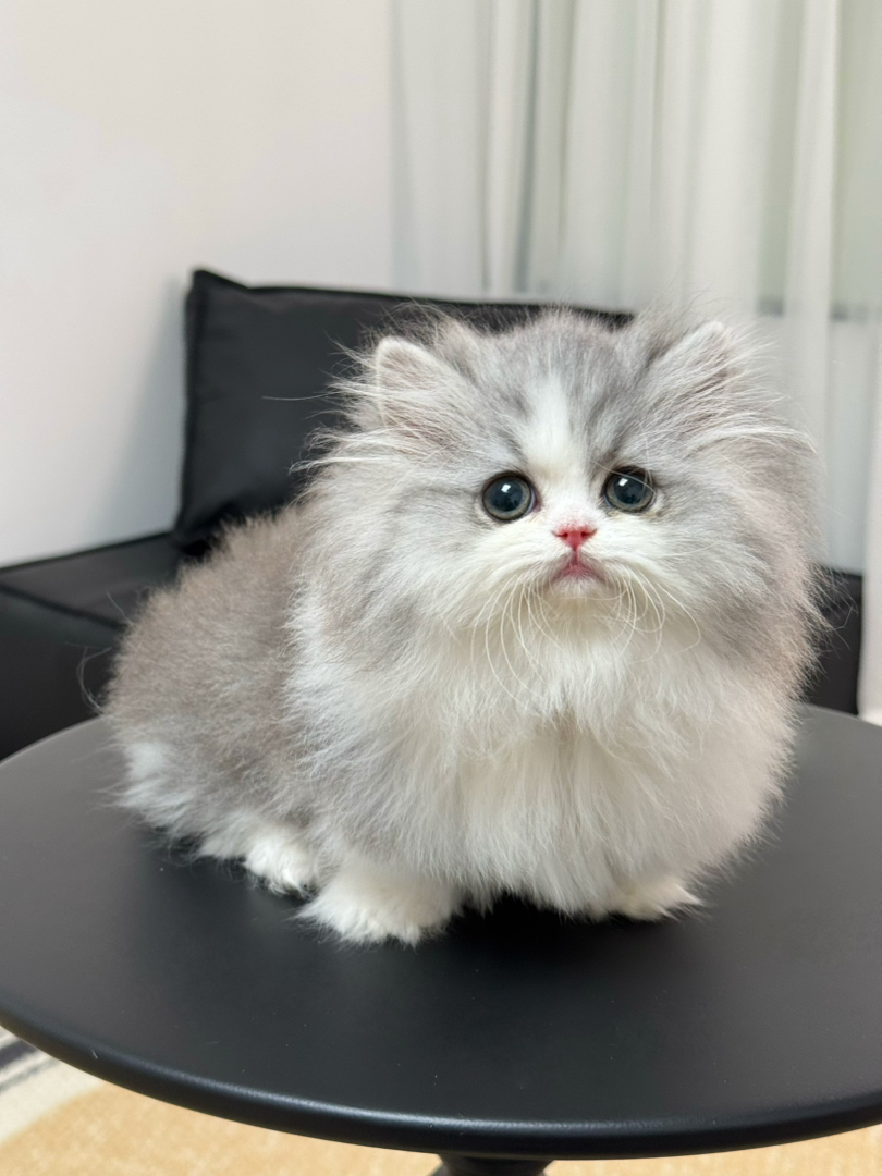 熊版银白米努特拿破仑矮脚妹妹