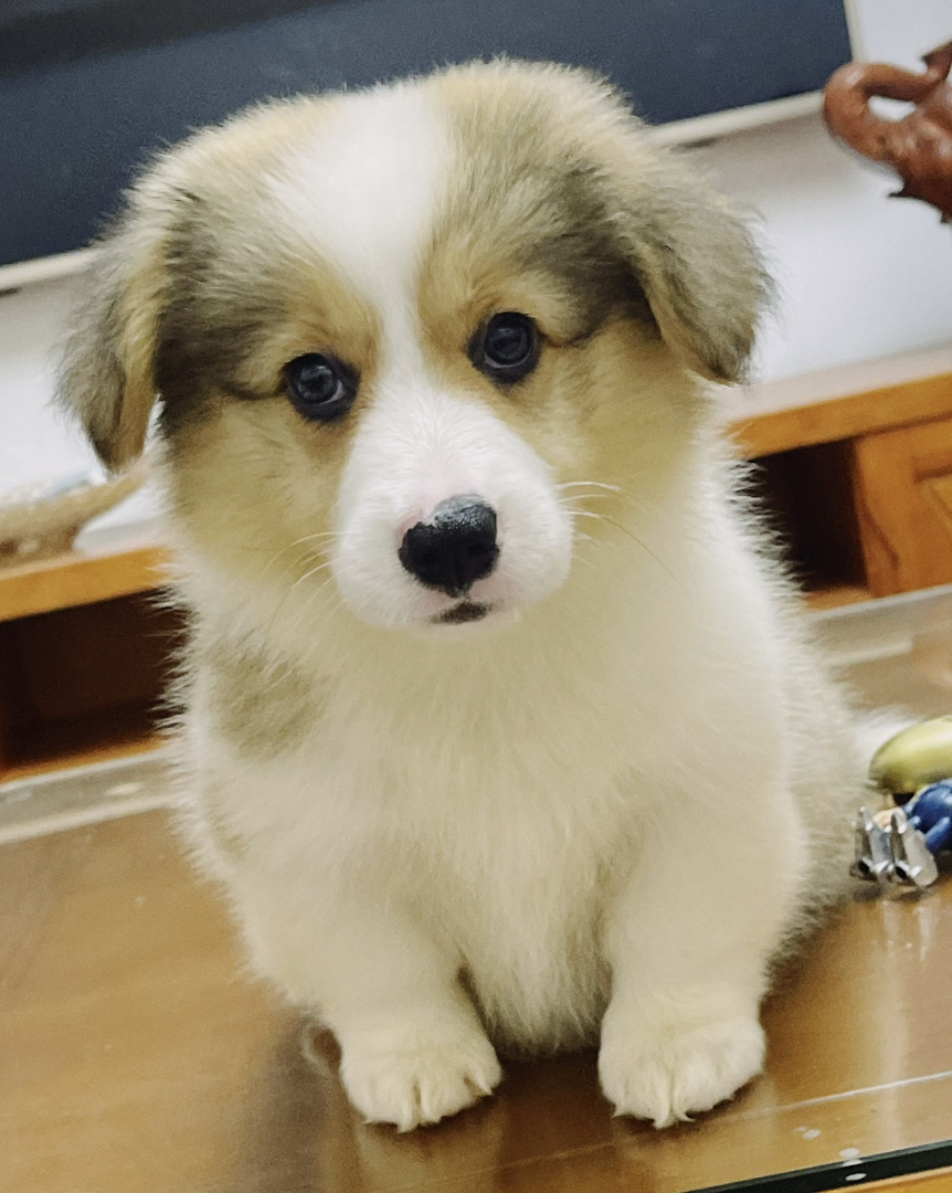 双血统可爱柯基幼犬，颜值高性格好，萌宠界的小短腿
