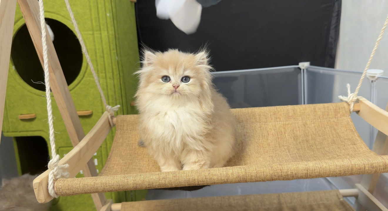 长毛11色蓝金 两只妹妹 两只弟弟