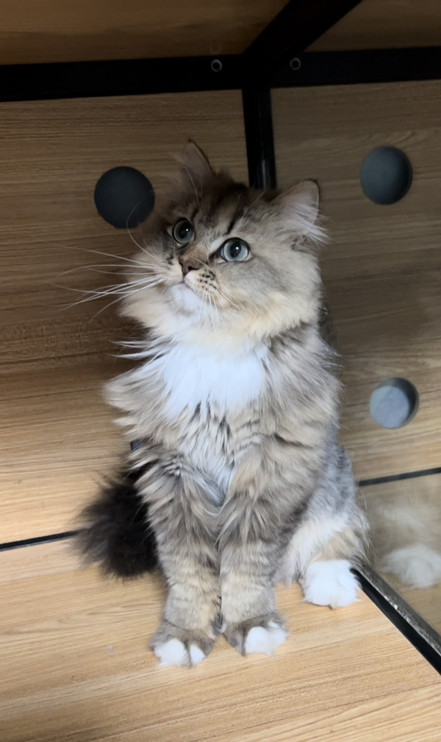 西伯利亚森林猫 是低敏猫，对猫毛过敏却又想养猫猫的家长有福啦！