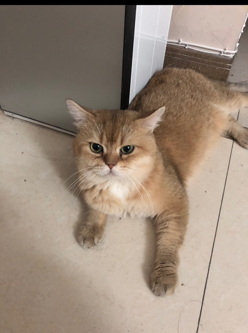 【特价】赛级金渐层宠物猫 公猫种猫