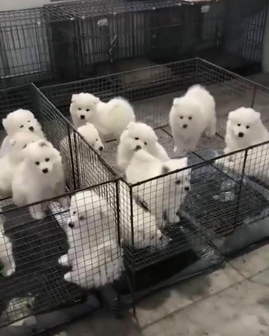 可爱萨摩耶幼犬,雪白绒毛,性格温顺,治愈系萌宠