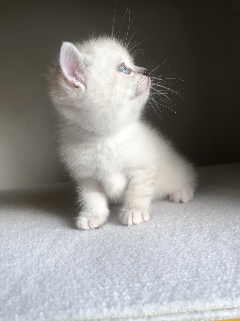 英短山猫重点色