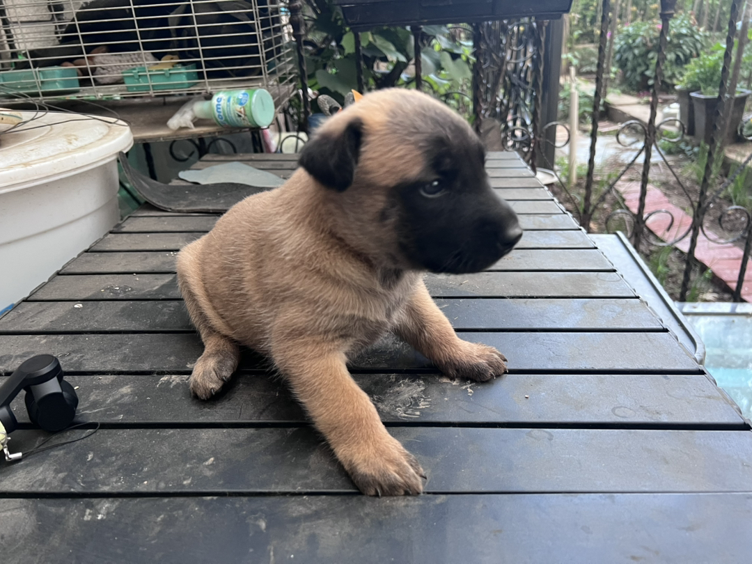 德国牧羊犬！毛量超足