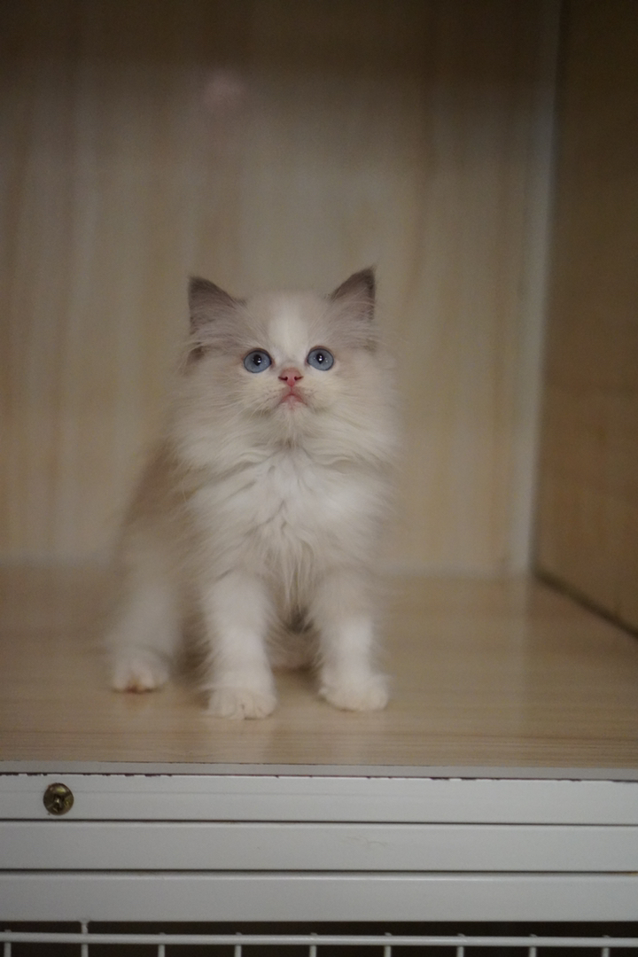 布偶猫(仙女猫),蓝眼蓬松毛,品相甜美温顺粘人,理想家庭伴侣