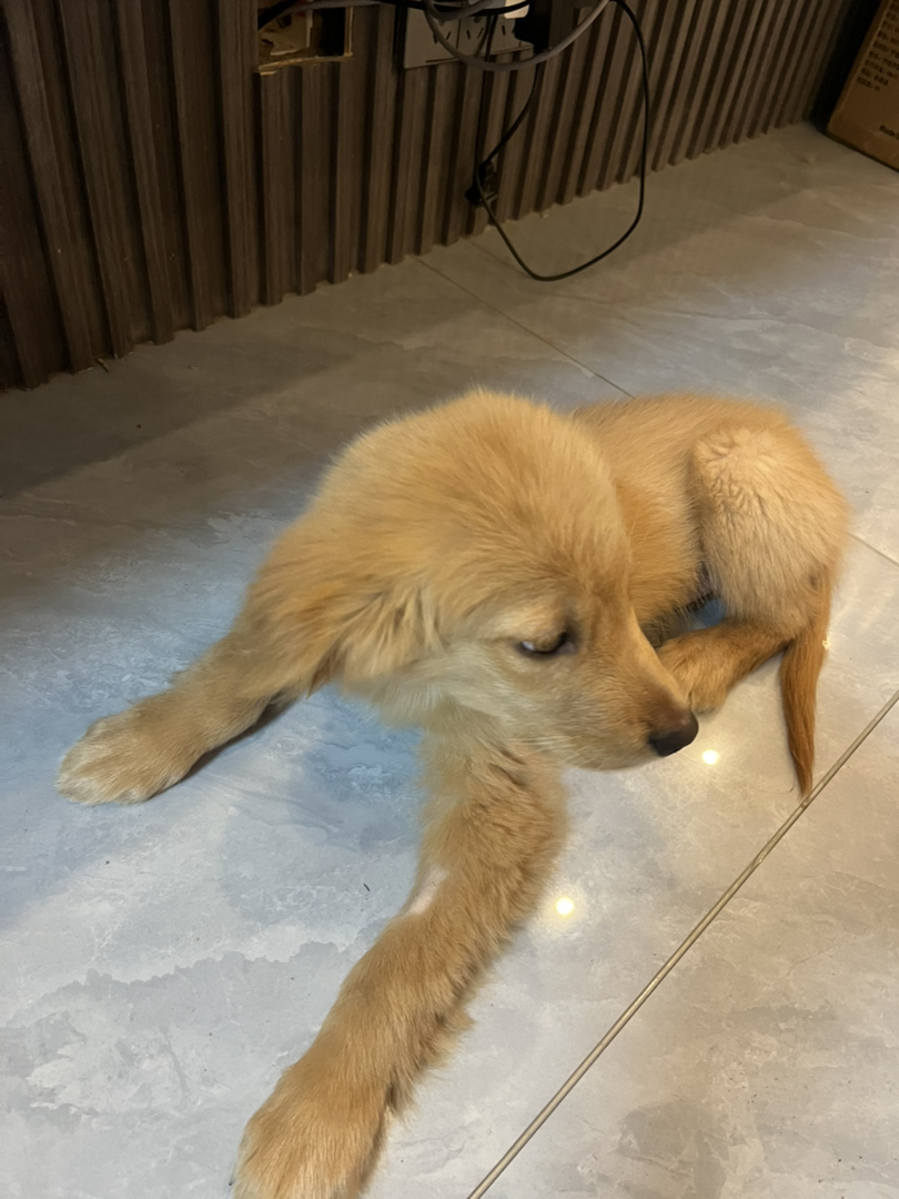 金毛 名字熊二 能看家看院看小孩