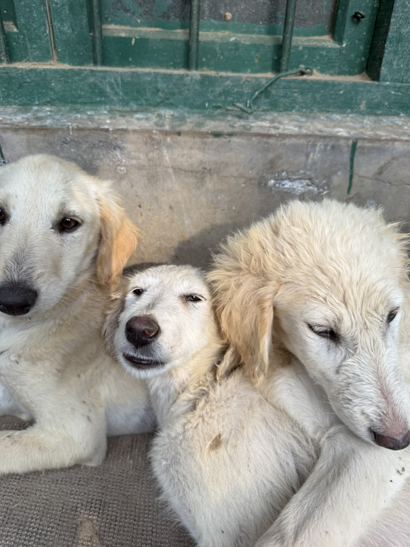 山东本地细犬原生犬种聪明认主看家护院尾毛耳毛好看