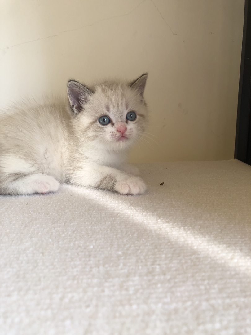 英短蓝山重点色