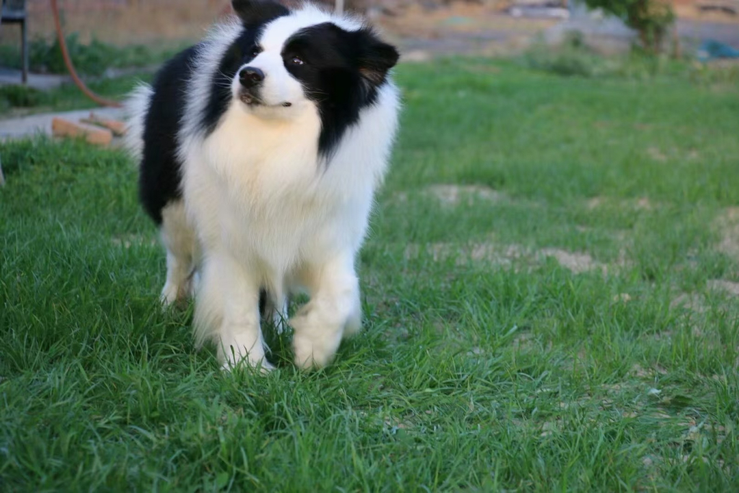 边境牧羊犬幼犬,黑白蓬松毛发,聪明活泼,高智商易训练,家庭陪伴佳选