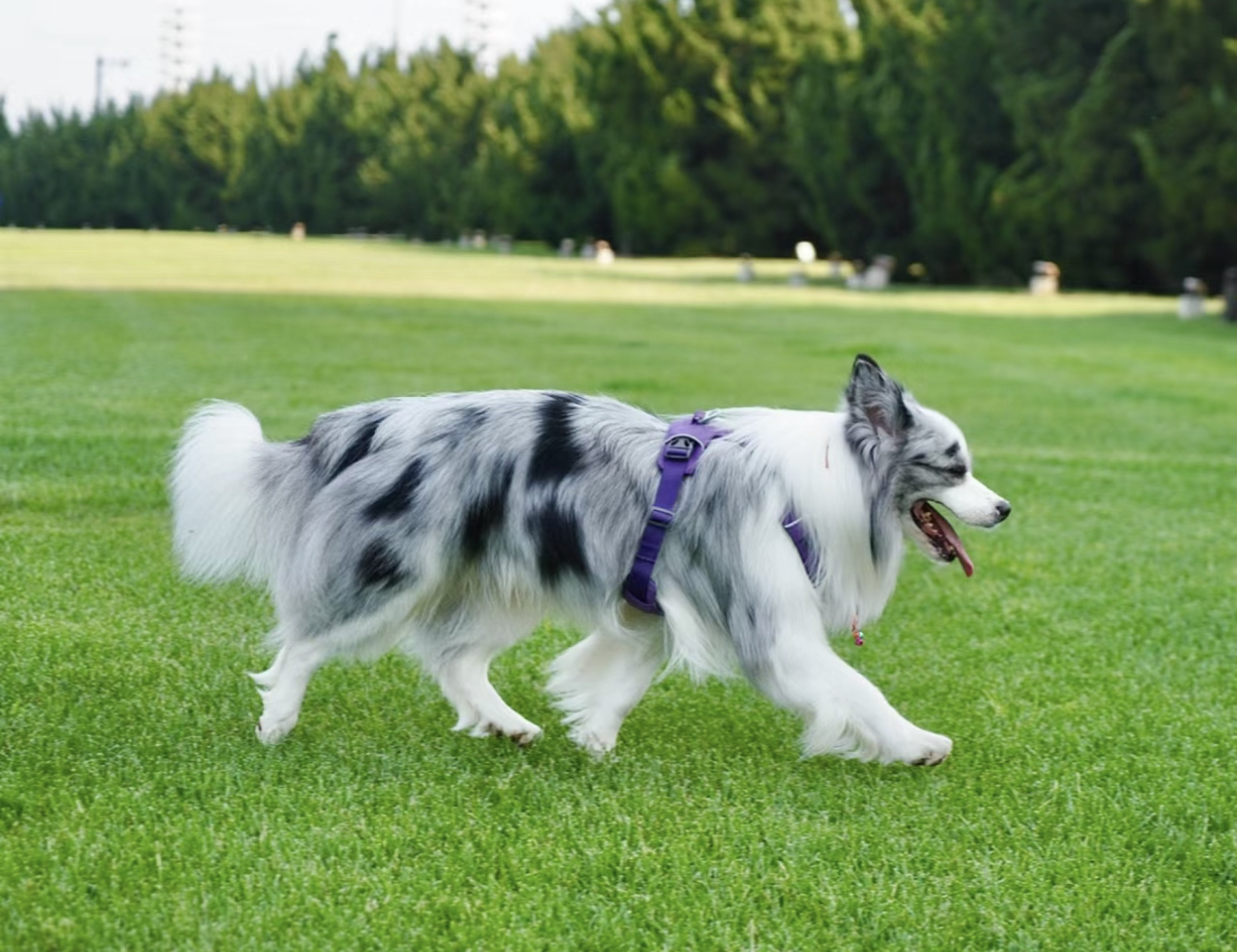 大骨量陨石色边牧❤高端犬舍 不卖破狗