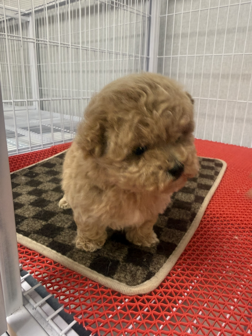 小体萌系泰迪熊