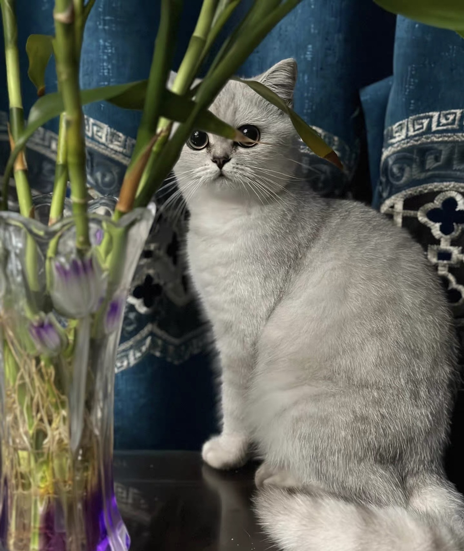 【特价】赛级银渐层宠物猫家养猫宝宝公猫母猫
