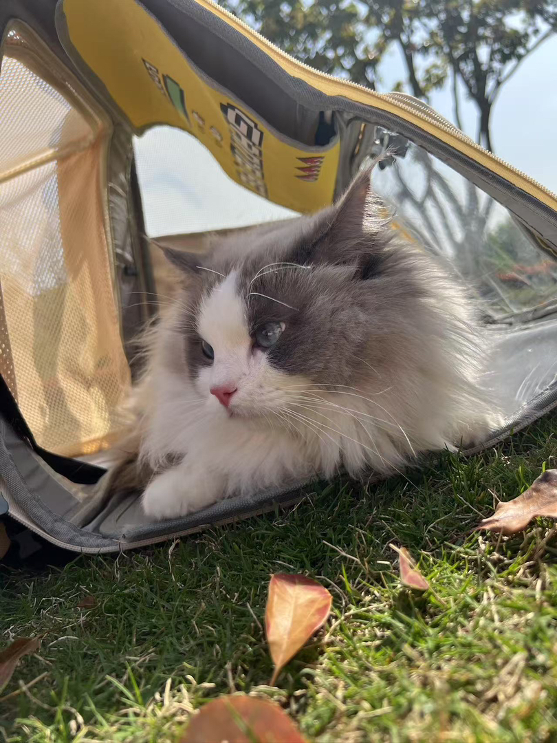 布偶猫