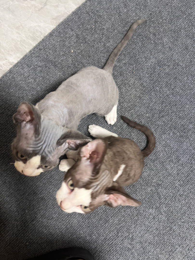 德文卷毛猫弟弟