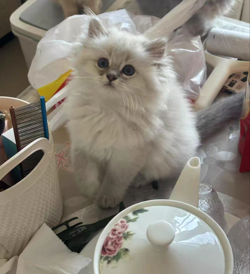 重点色布偶猫，蓝眼长毛颜值高，温顺亲人，养猫首选