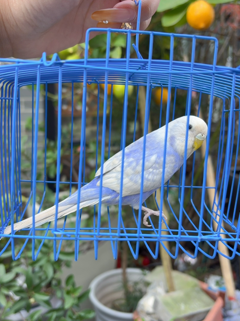 特色紫珍珠大头妹妹一枚，有喜欢的快速入手吧