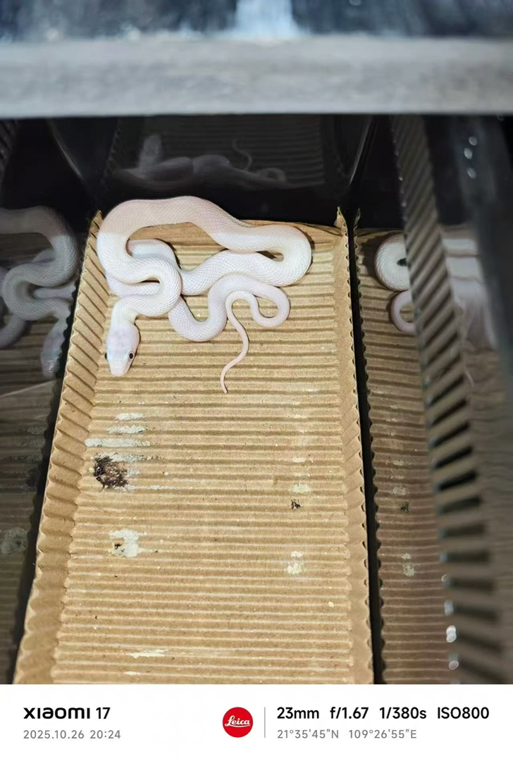 黑正眼白娘娘苗子尾巴尖断了一些，便宜出了，包邮包活包风险稳定开食