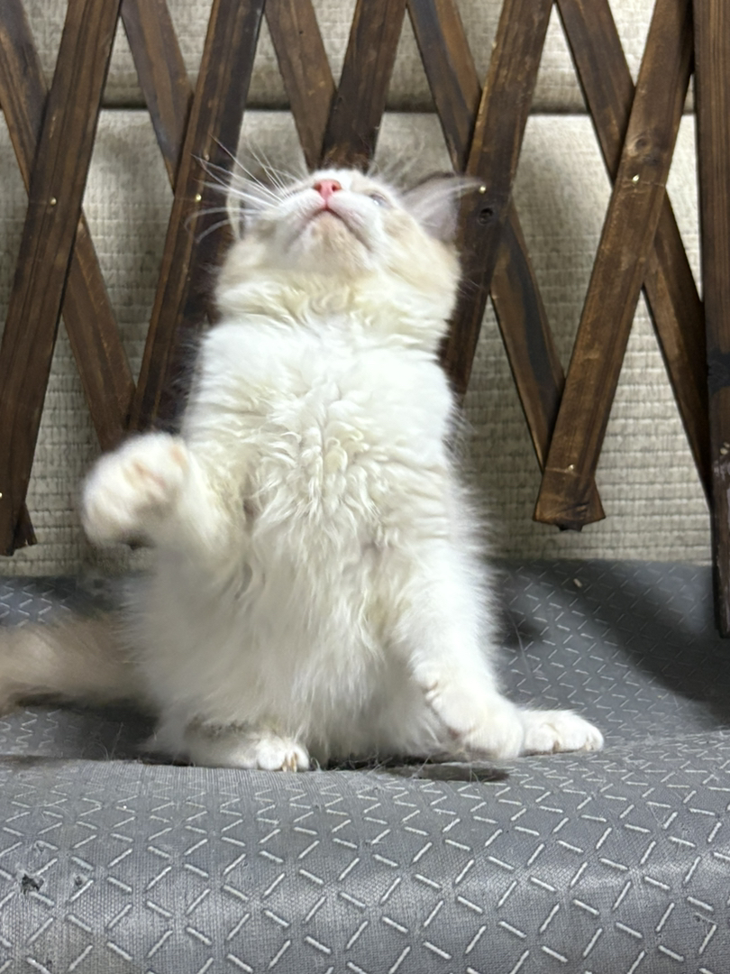 布偶猫幼崽,颜值超高,毛发蓬松,温顺粘人萌翻天