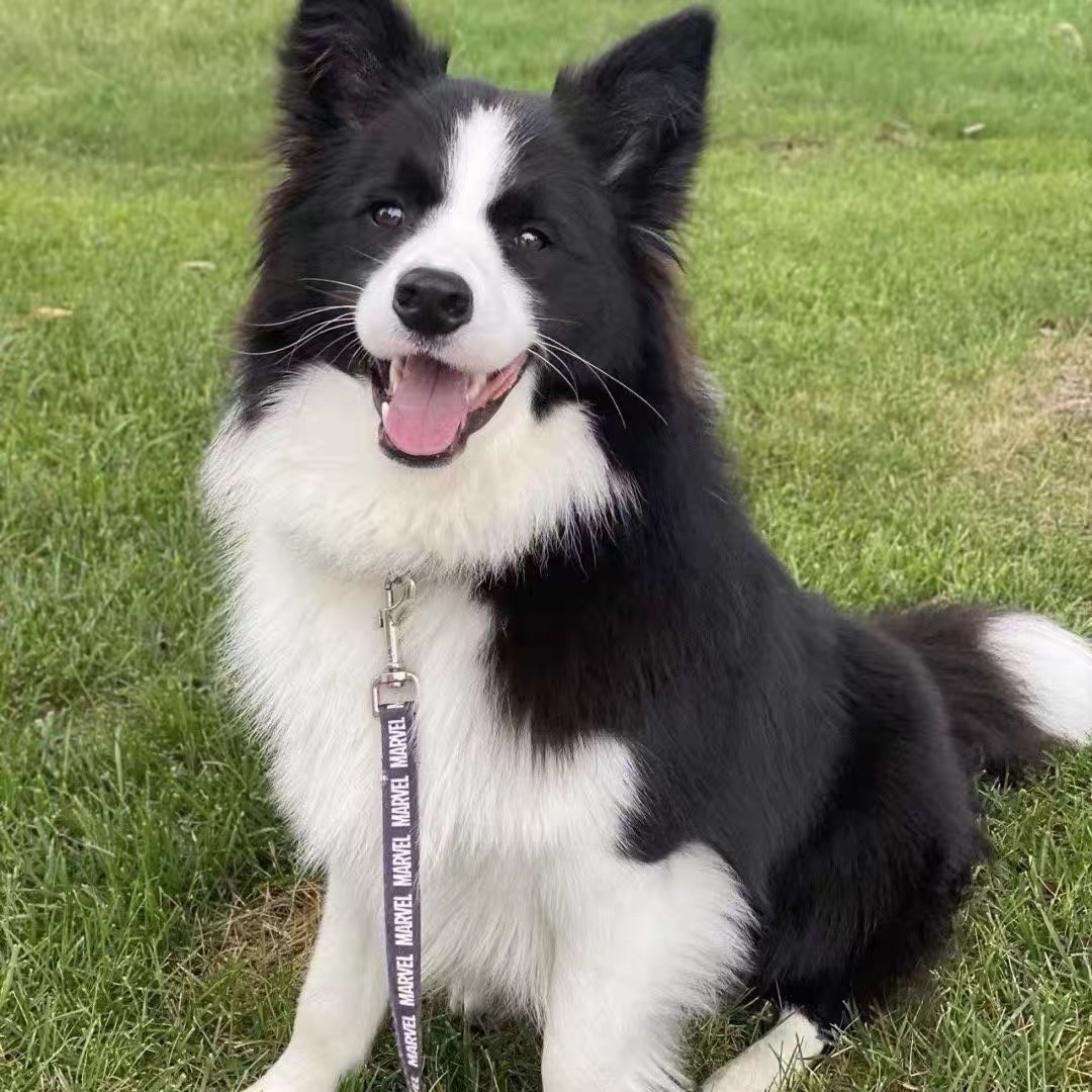 陨石色边牧。边境牧羊犬。