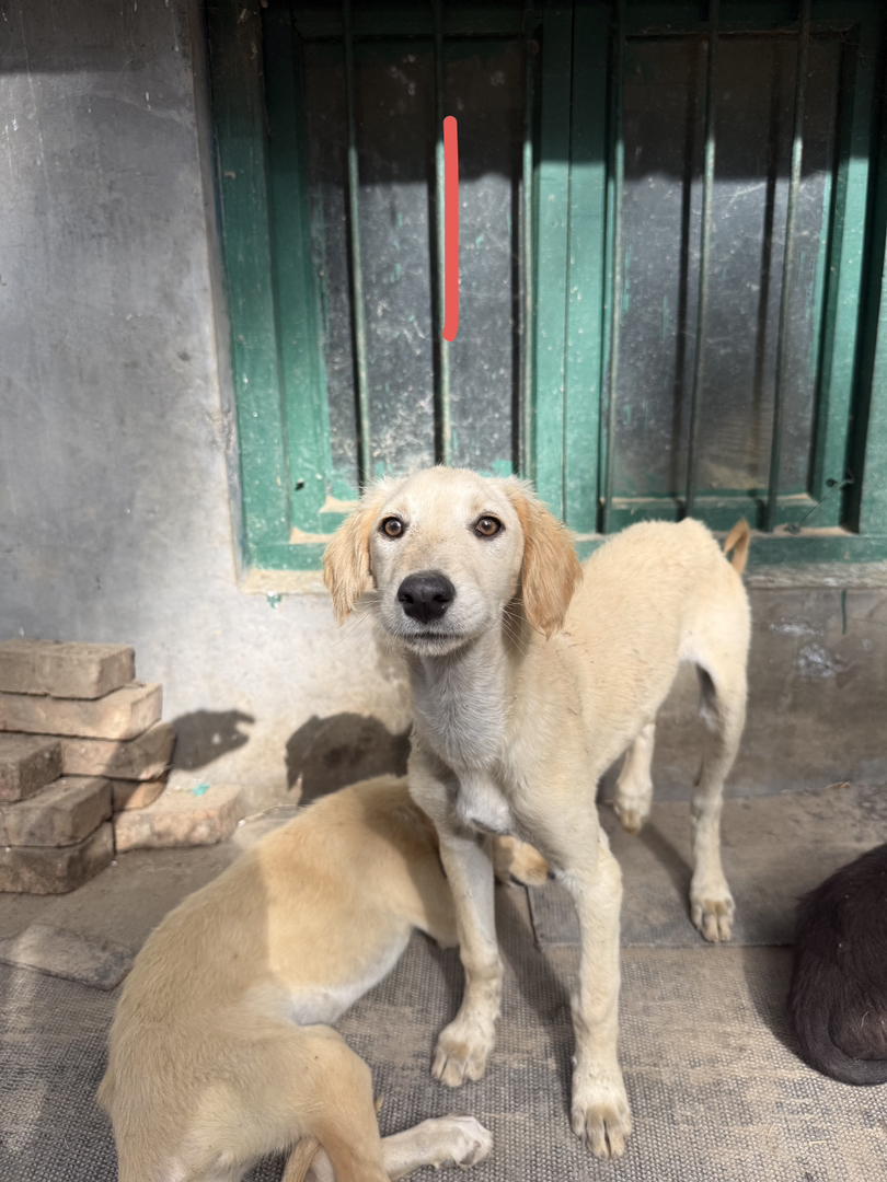 山东细犬优秀的中华田园犬聪明活波会看家护院认主人三个多月疫苗齐全包托运