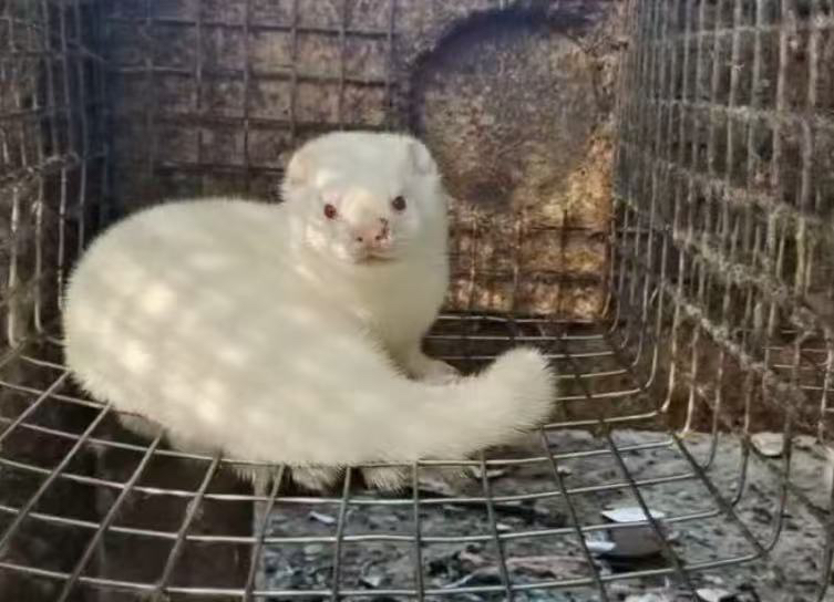 水貂压成包邮包活包风险，可下水抓鱼，疫苗驱虫已做