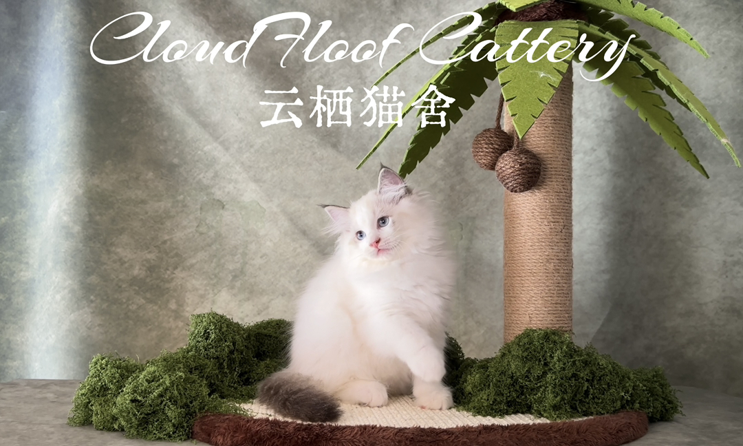 山猫纹布偶妹妹