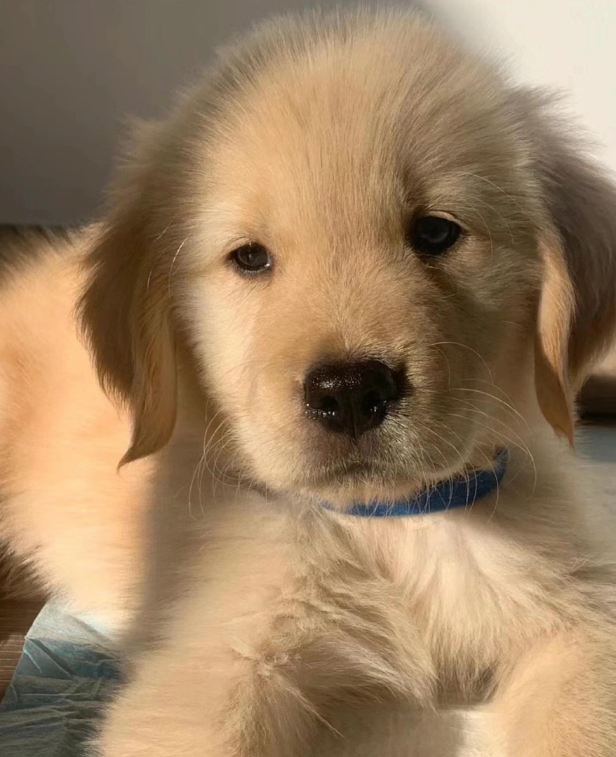 金毛幼犬(金毛寻回犬),毛发蓬松金黄,温顺可爱,家庭陪伴佳选