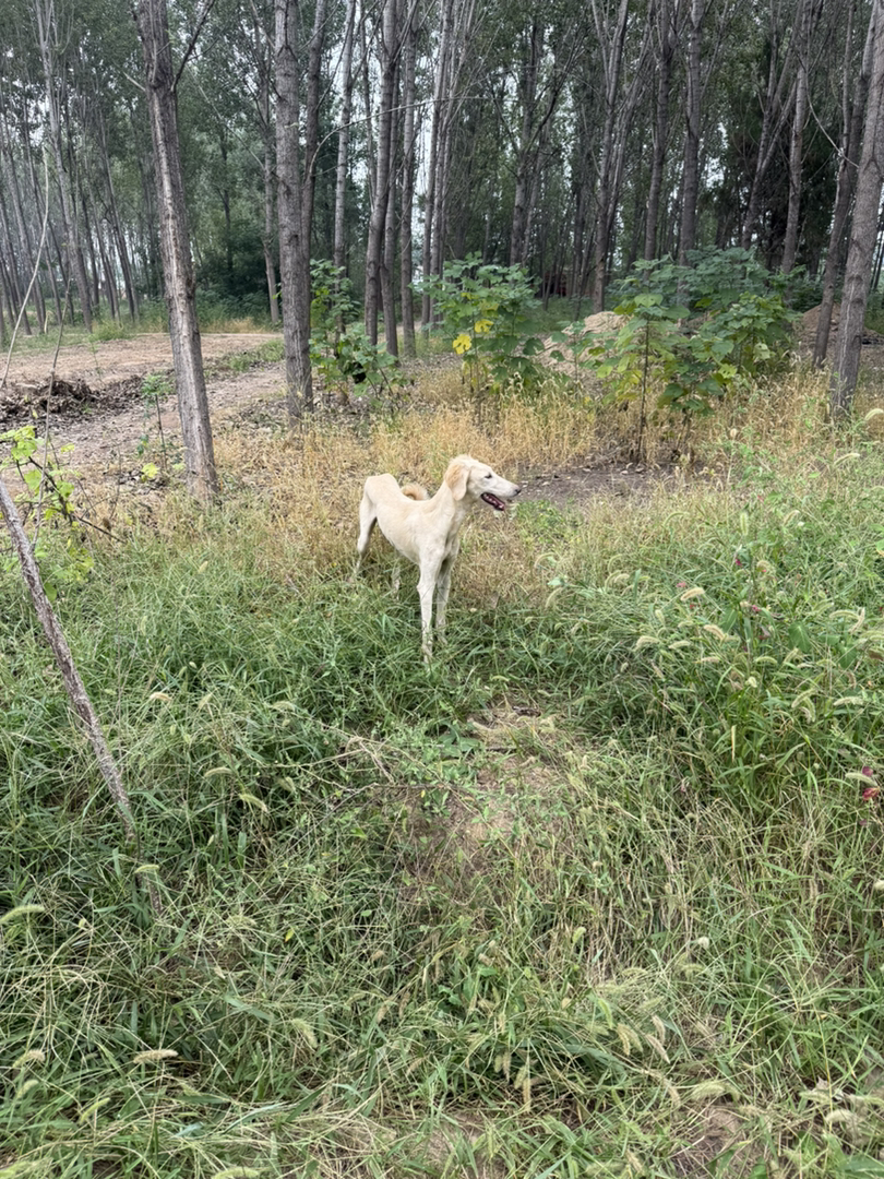 中华细犬 聊城本地细山东细犬，小公腊月生 听话粘人看家护院