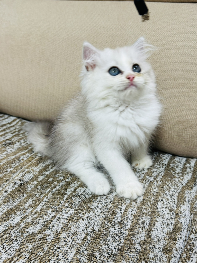 长毛银渐层妹妹