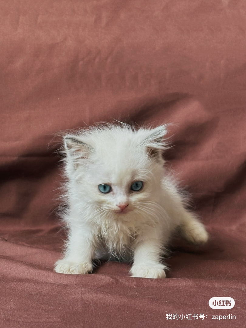 布偶猫幼崽，蓝眼长毛颜值高，性格温顺乖巧惹人爱