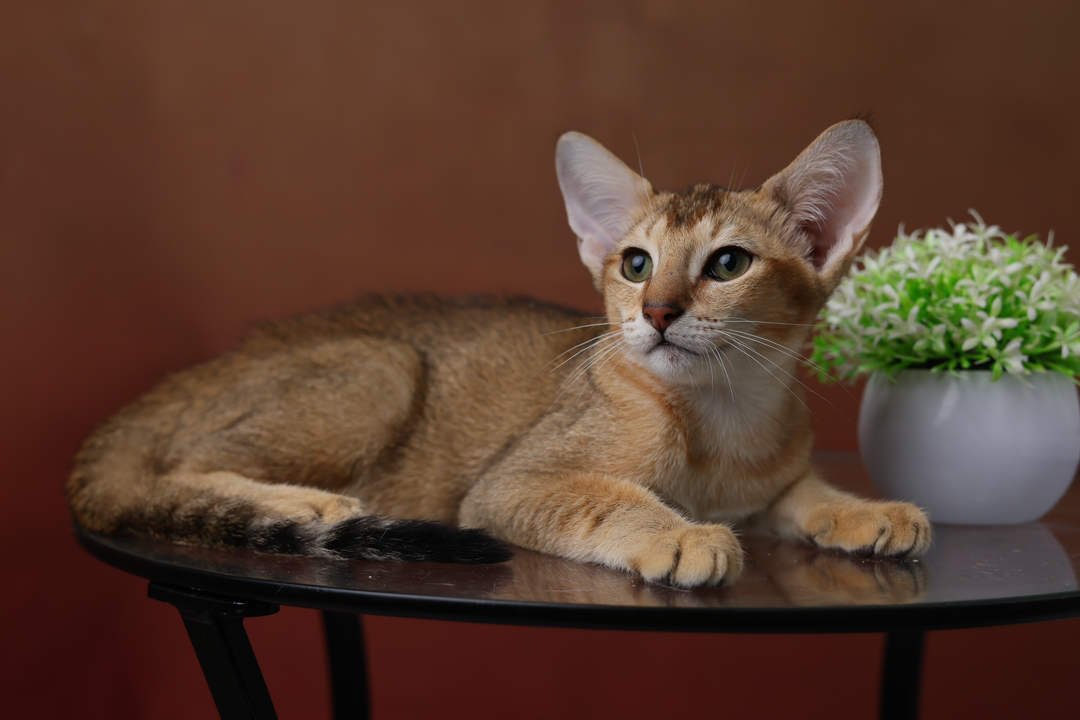 东方短毛猫东短猫小偿领养999