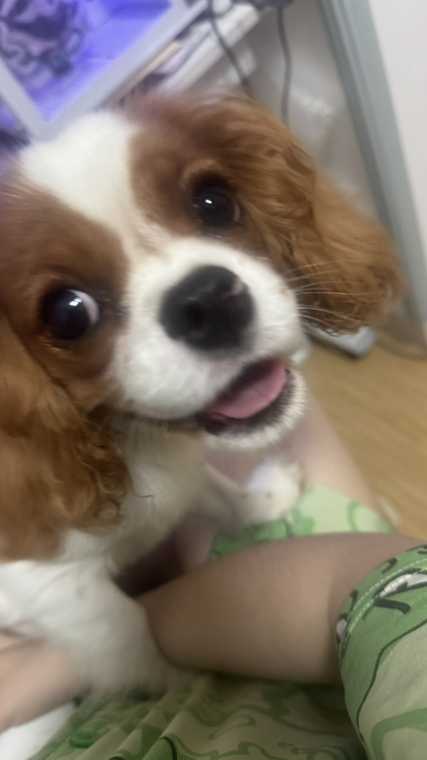 查理士王小猎犬,颜值爆表,性格乖巧,萌宠首选