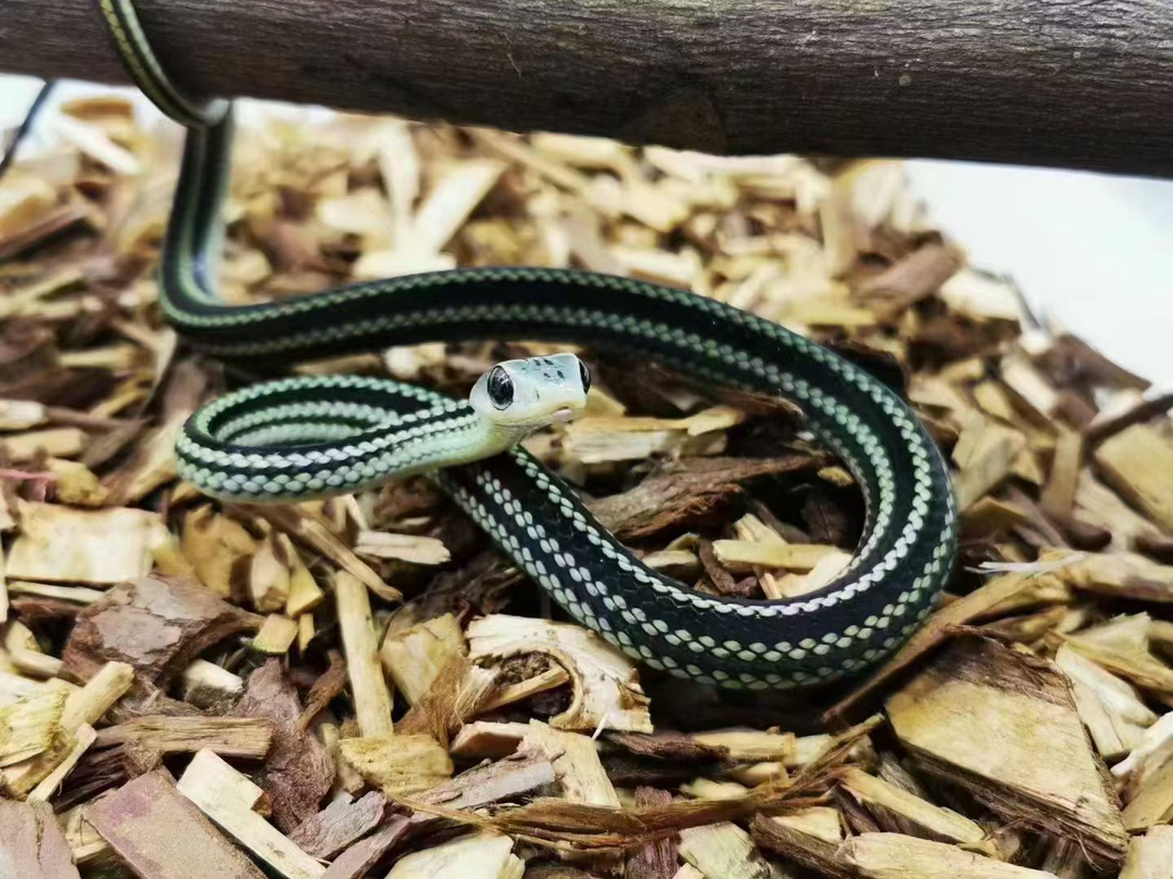 可爱的小蛇蛇88带走不需要加温饲养新手必备蛇