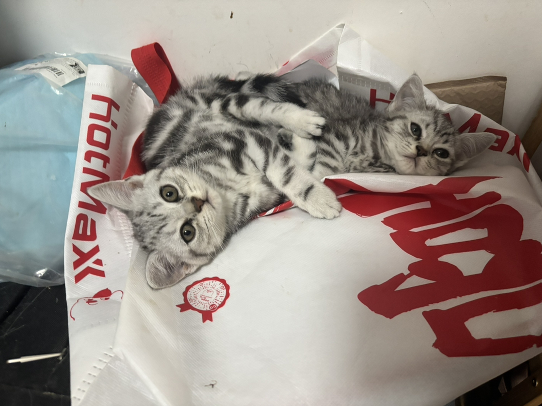 2个月虎斑，自己家猫生的。