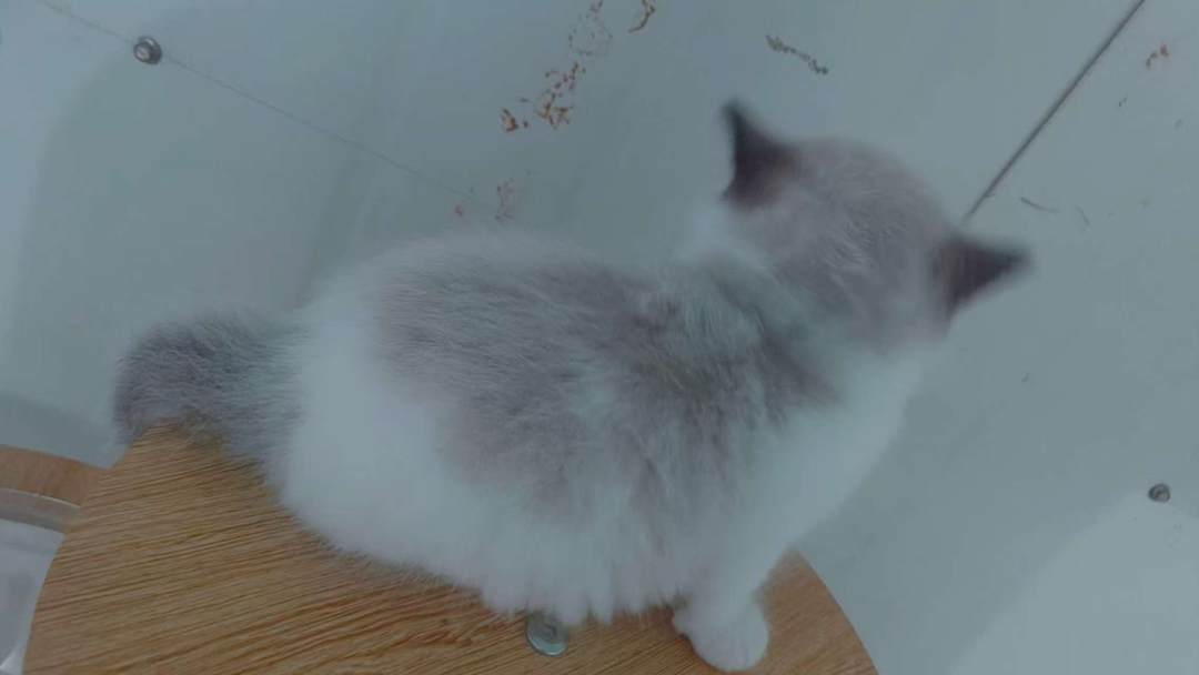 出售布偶猫【品种】布偶猫，【猫龄】两个月【特点】活泼、爱动、温柔、甜美。
