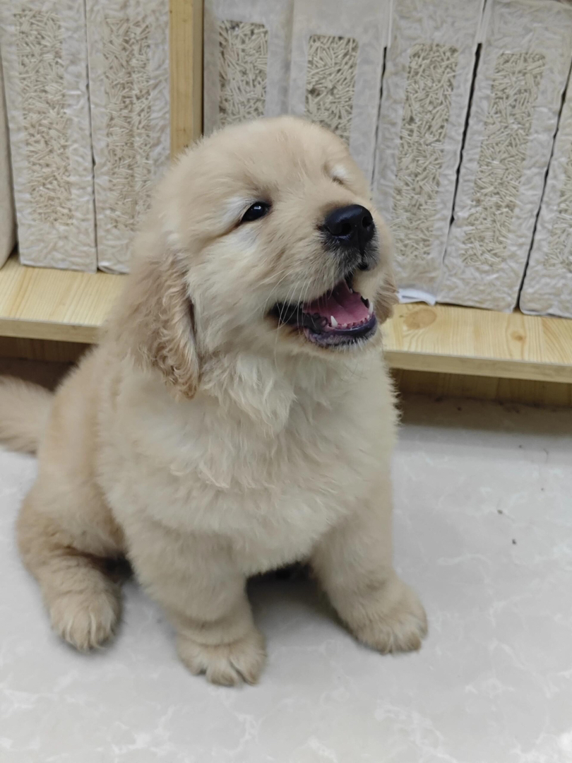 金毛幼犬，可爱活泼，性格温顺，适合家庭养殖