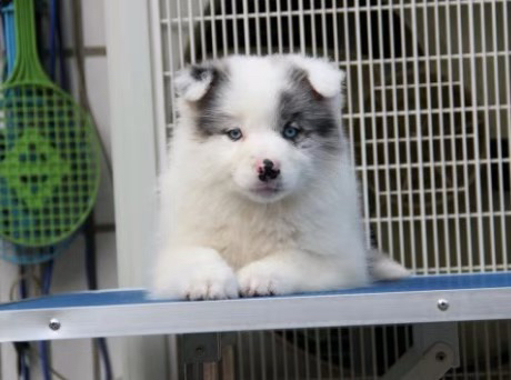 边境牧羊犬1888起步❤️疫苗齐全