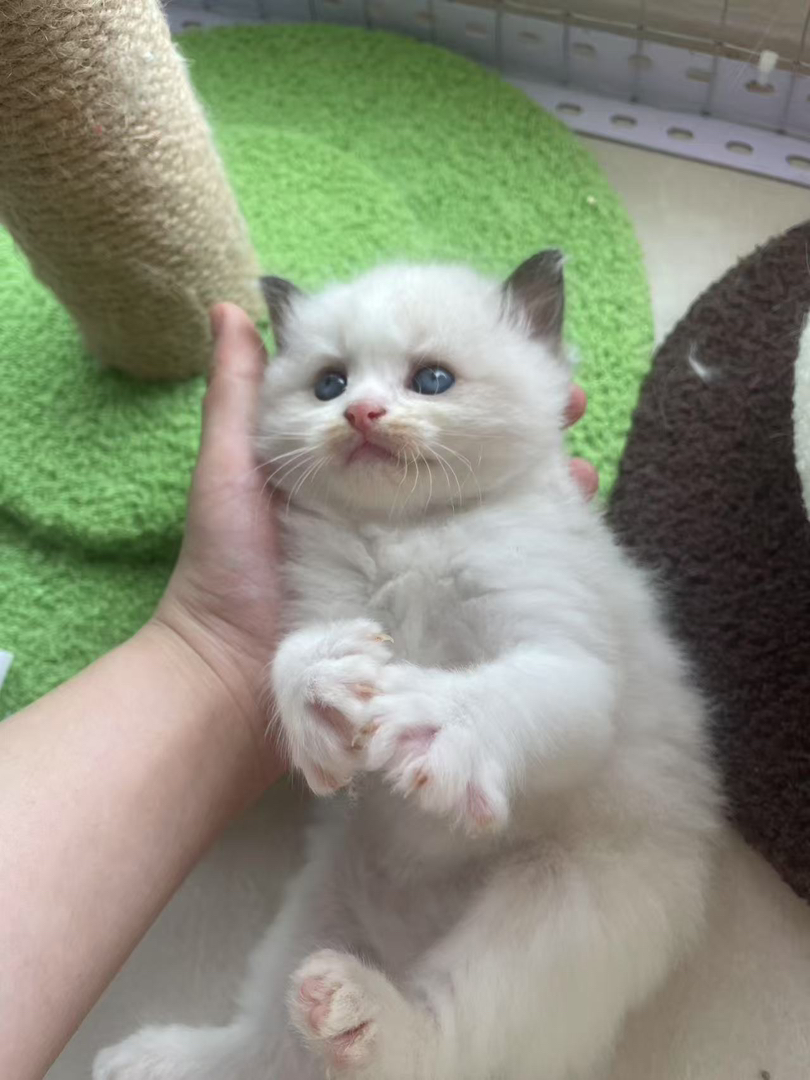 布偶猫，随便rua  甜美可爱颜值超级高的小崽子