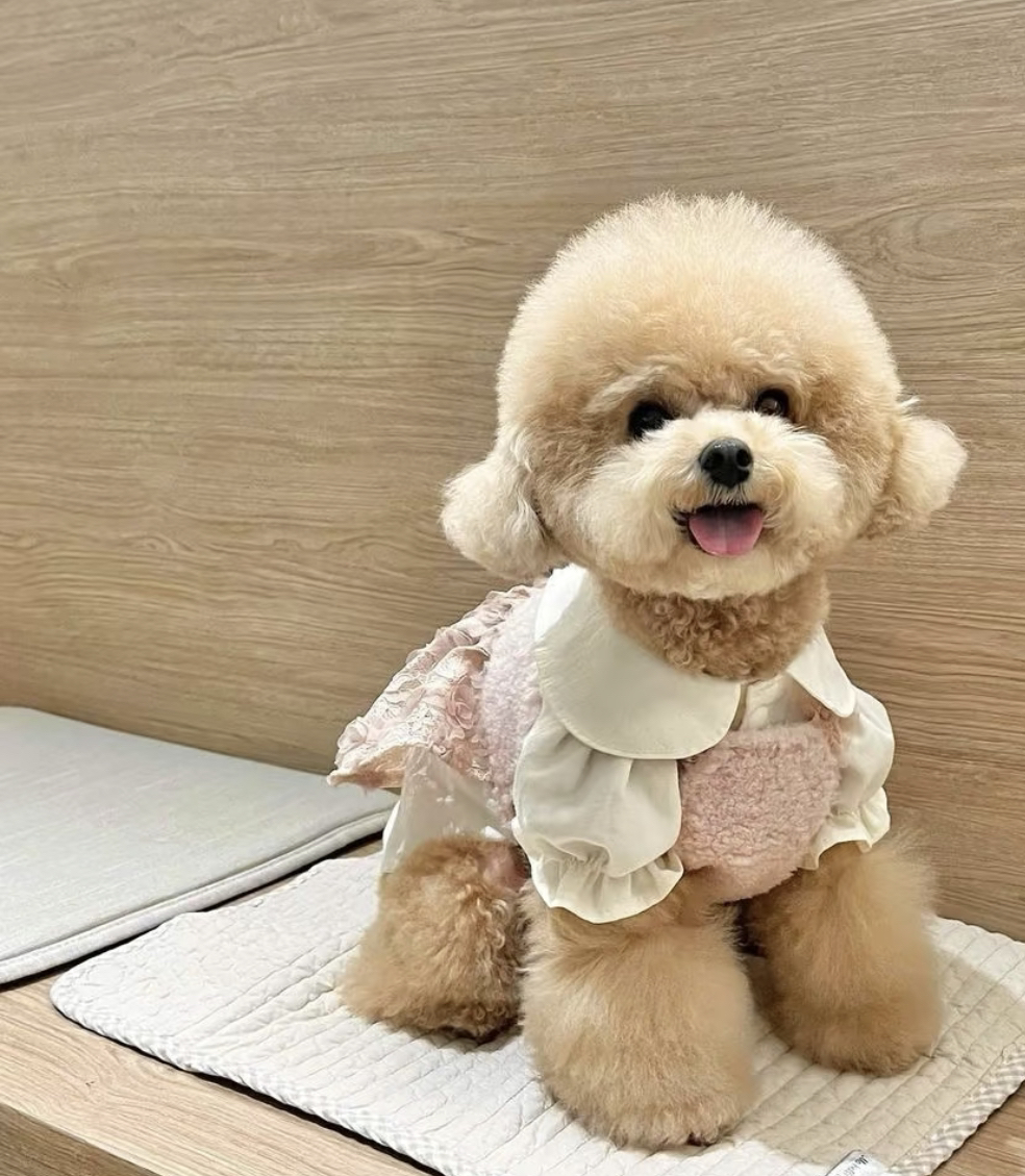 网红泰迪熊❤️❤️泰迪熊