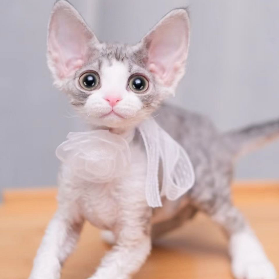 韩版德文猫❤️网红双血统德文猫