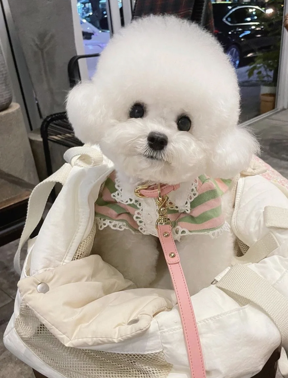高端网红比熊❤️可以开视频看狗