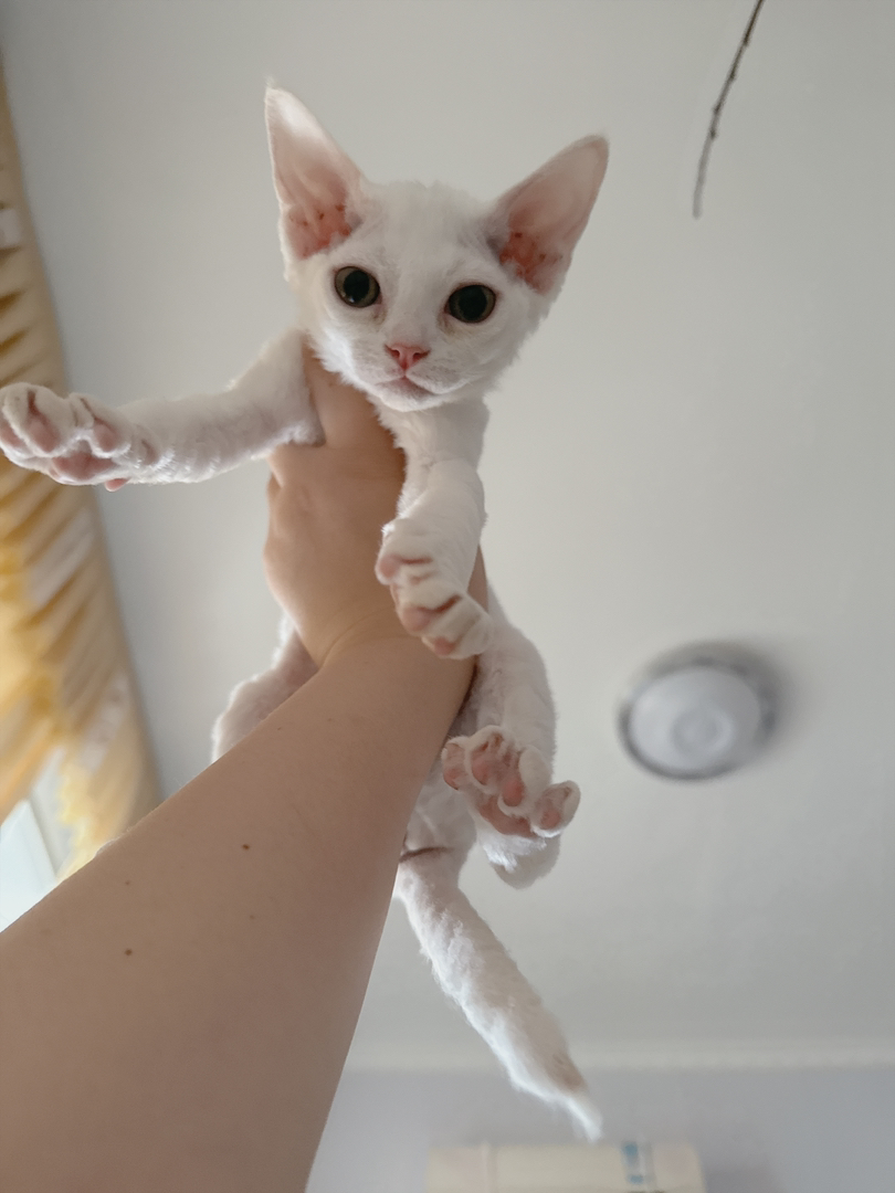 德文卷毛猫