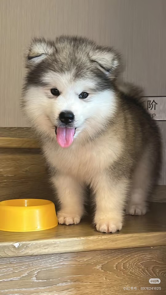 阿拉斯加雪橇犬幼犬，吐舌卖萌，颜值高超可爱