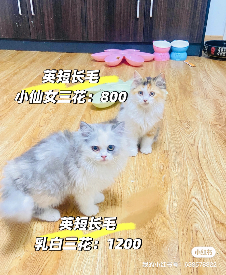 高地猫幼崽，毛发蓬松，颜值爆表，萌化你的心