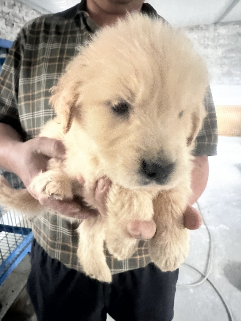 金毛幼犬，可爱活泼，性格温顺，适合家庭养殖